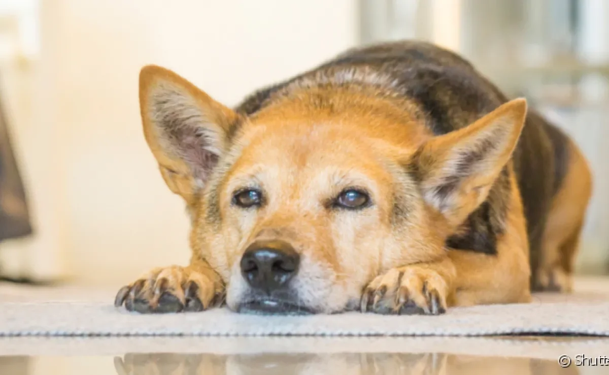 O AVC em cães é uma doença que, apesar de não ser muito comum, é bastante perigosa