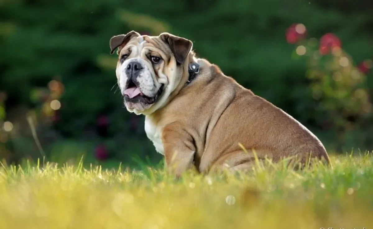 O Bulldog Inglês é teimoso, mas pode ser adestrado para ter um bom comportamento