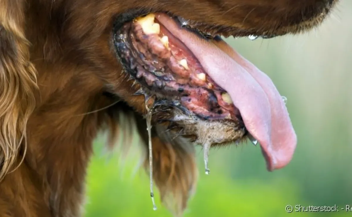  Saliva abundante pode ser um sintoma de que algo não vai bem com a saúde do cachorro 