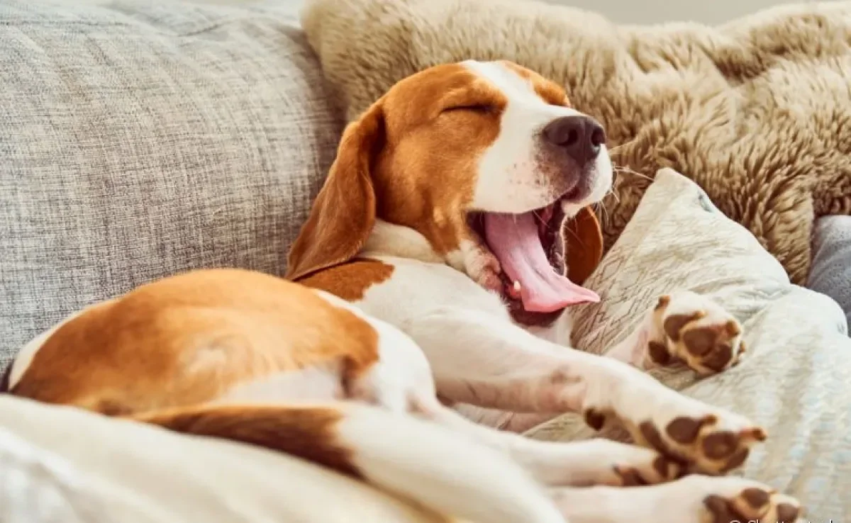 O cachorro bocejando tem vários significados diferentes. Saiba qual é cada um deles
