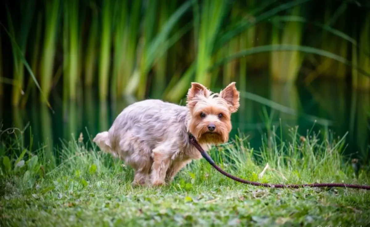 A diarreia em cachorro é um problema que requer atenção, ainda mais quando o aspecto é diferente do normal