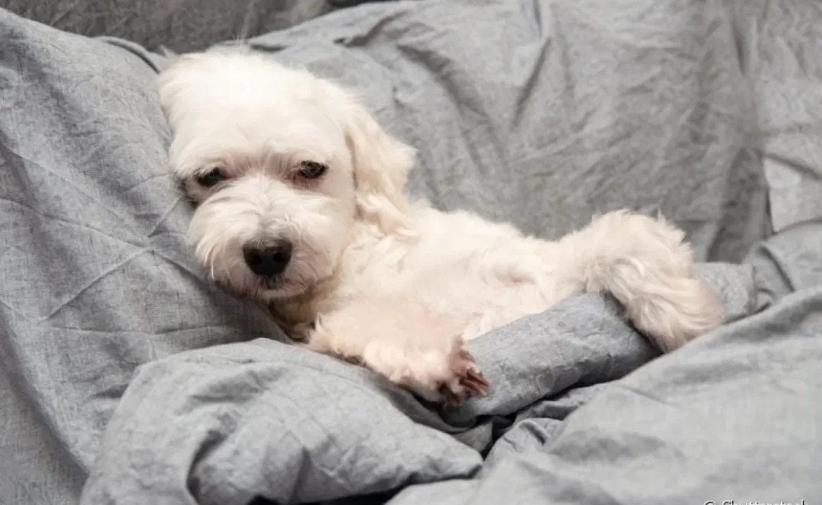 O cachorro com febre precisa ser avaliado por um veterinário, mas pode ter a temperatura amenizada em casa