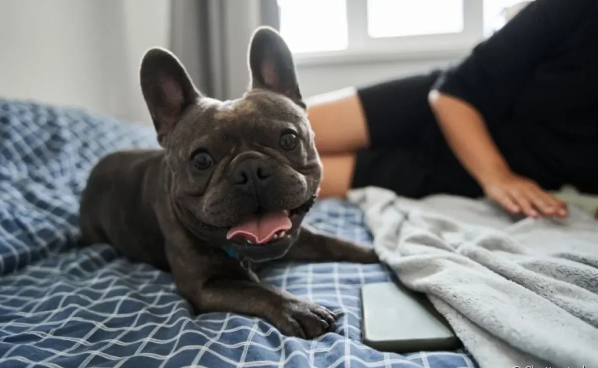 Algumas raças de cachorro para apartamento são mais "silenciosas" do que outras