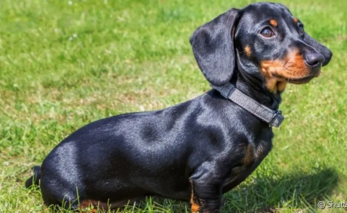 O cachorro salsicha é famoso por ser baixinho e tem uma história repleta de curiosidades