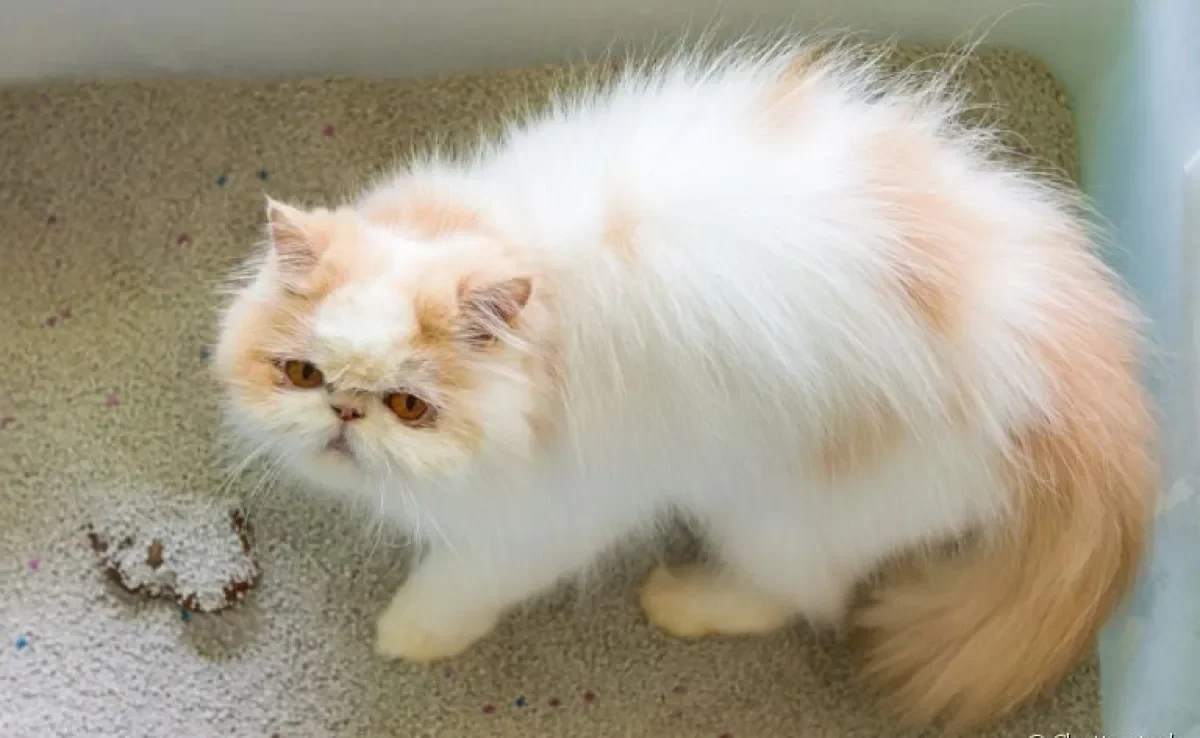 O motivo porque os gatos enterram as fezes e urina tem a ver com proteção contra predadores