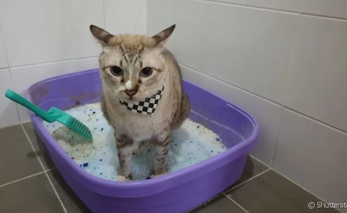 Prestar atenção no cocô de gato é um cuidado necessário para saber como anda a saúde do animal