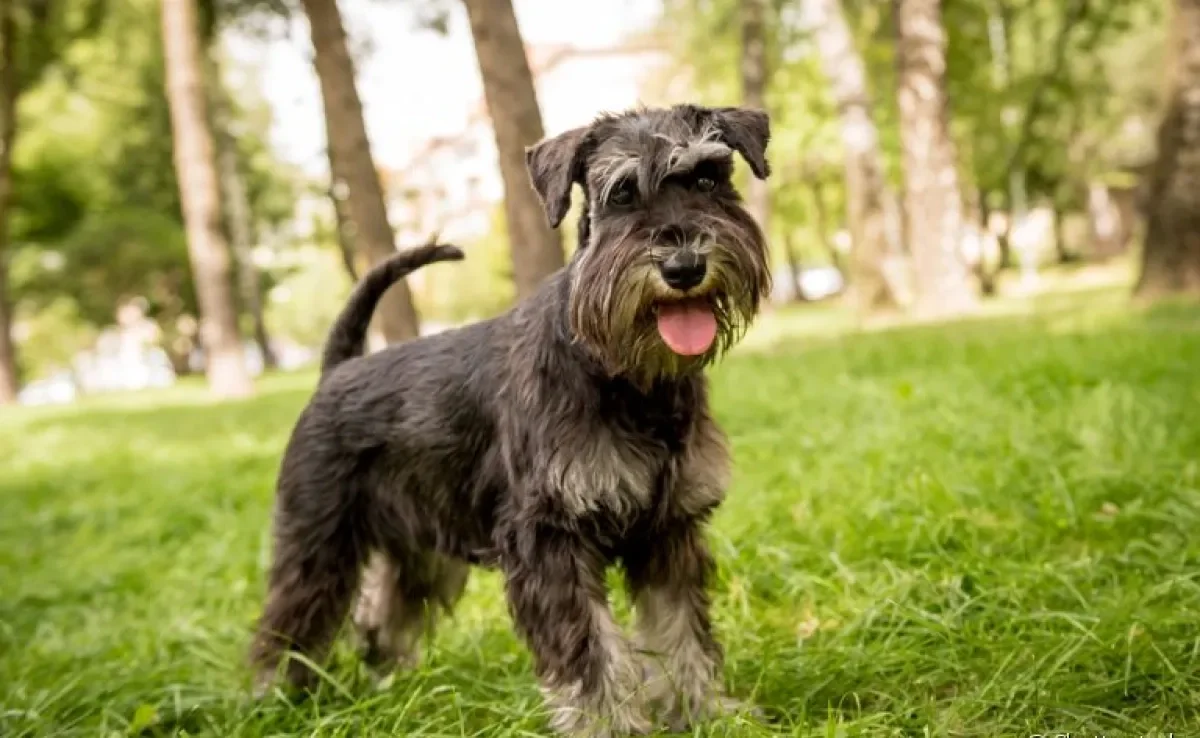Além de saber como aumentar a imunidade do cachorro, é bom entender como o sistema imunológico funciona