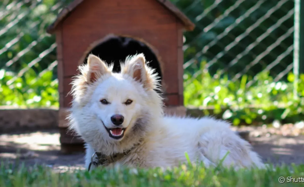 O canil para cachorro é um espaço aberto onde o pet pode viver tranquilamente de maneira confortável