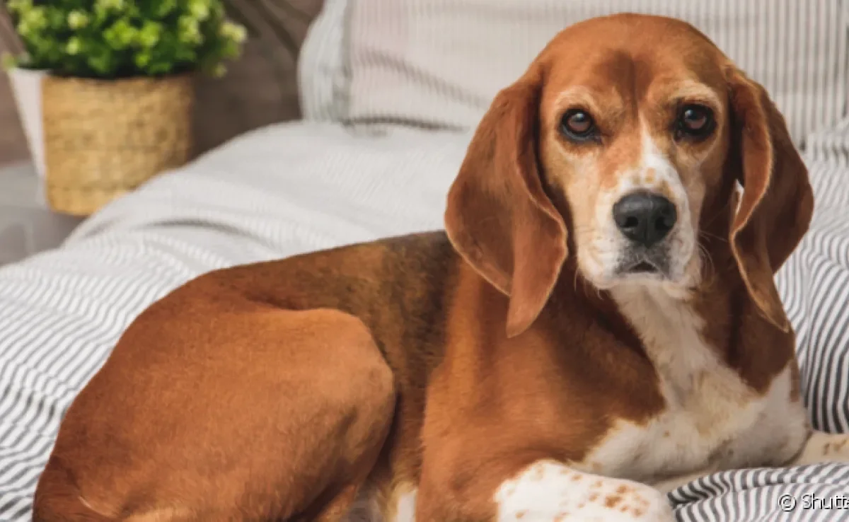 O câncer em cachorro é uma doença grave e quer requer um tratamento cauteloso