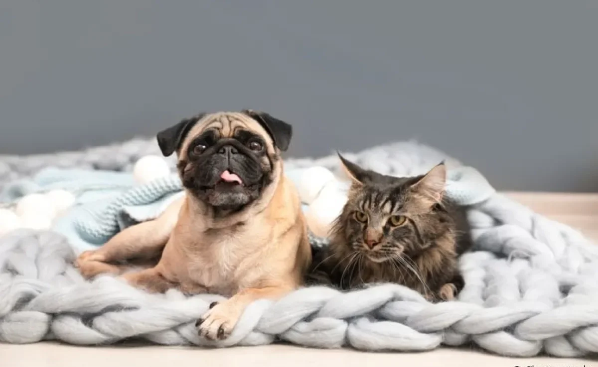 Gato e cachorro na chuva: saiba como salvar a vida desses animais em enchentes e inundações
