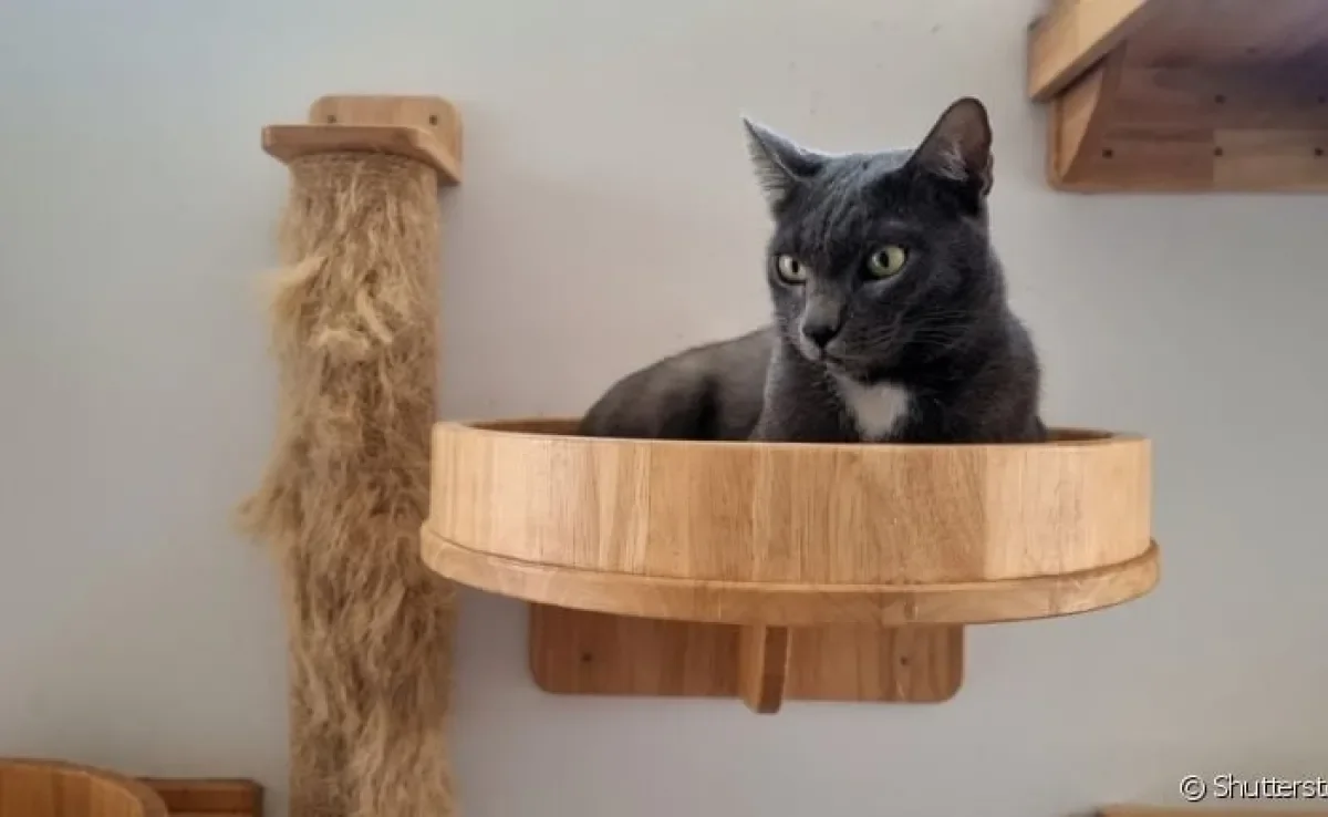 O enriquecimento ambiental para gatos é uma atitude necessária para cuidar do bem-estar dos animais
