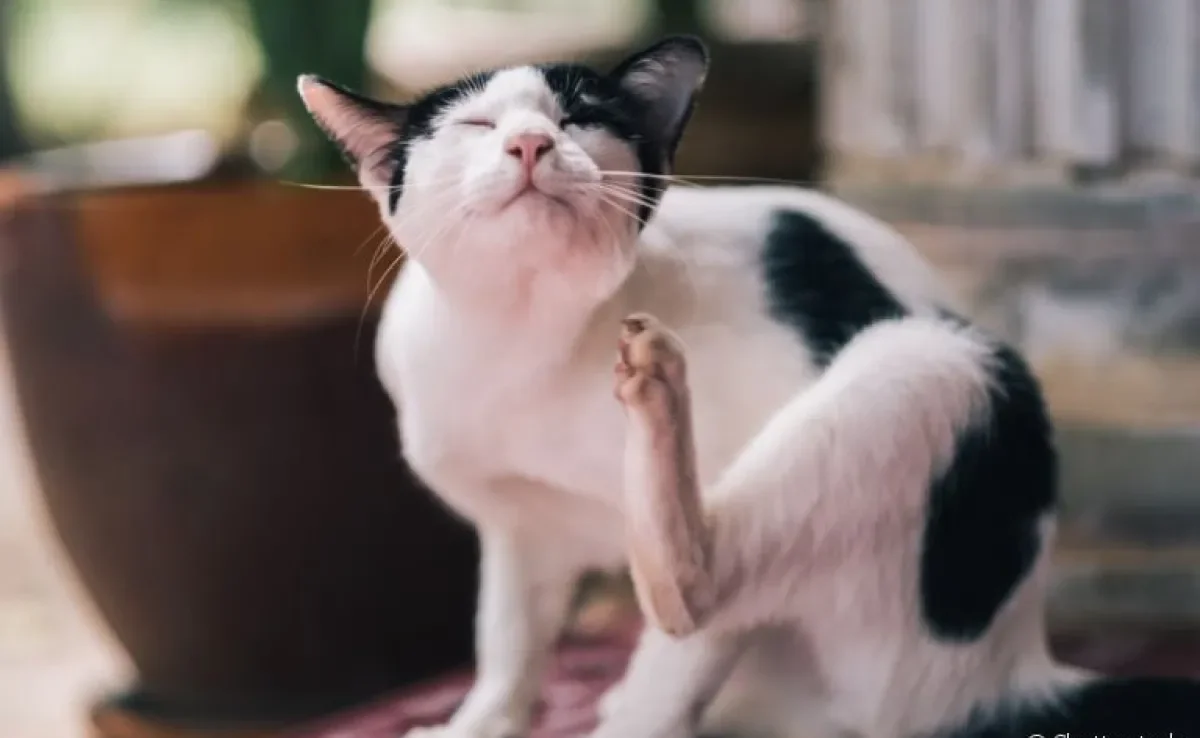 As pulgas em gatos são um problema bem incômodo, mas podem ser prevenidas com algumas receitas