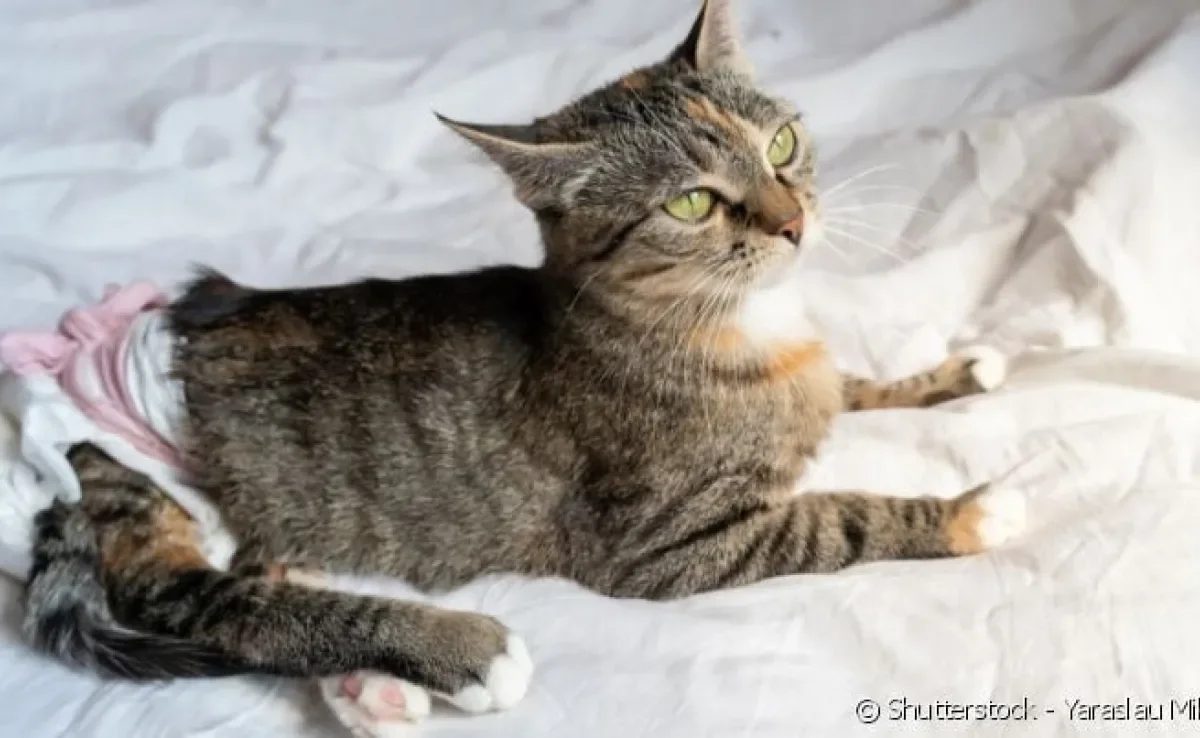 O gato com incontinência urinária não tem controle dos músculos da uretra, o que faz com que o xixi escape
