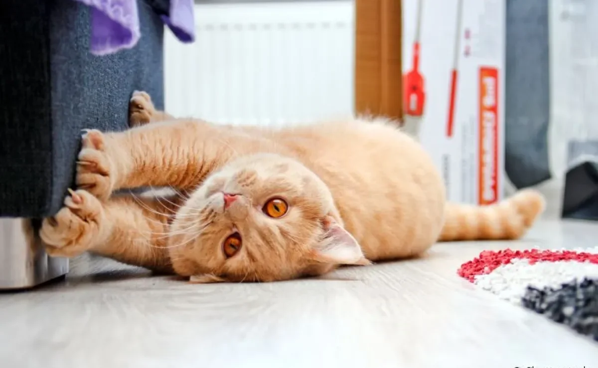 O gato arranhando é natural, mas deve ser direcionado para acessórios como o arranhador
