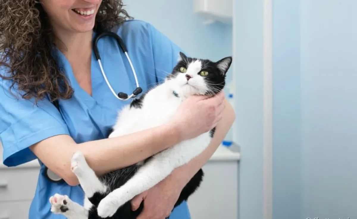 O gato com medo de veterinário é comum, mas existem artimanhas que ajudam a diminuir o estresse dos bichanos