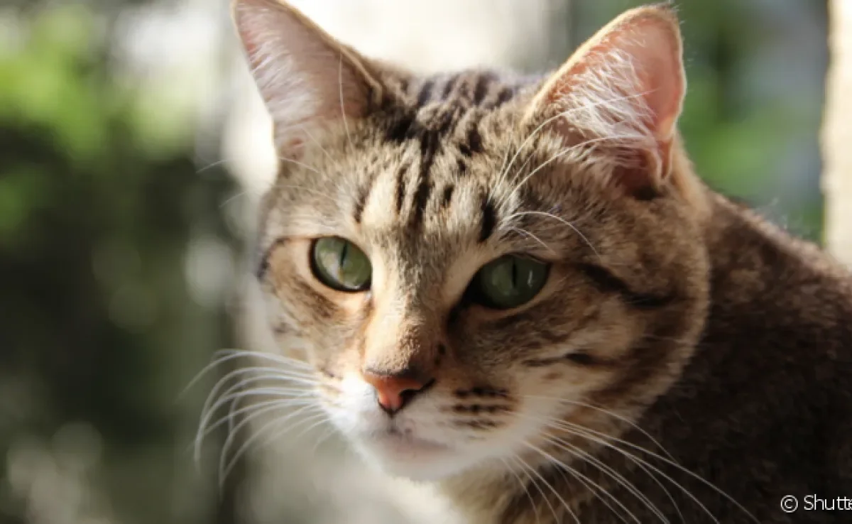 Existem diferentes tipos de doeça renal em gatos que impactam a funcionalidade dos rins