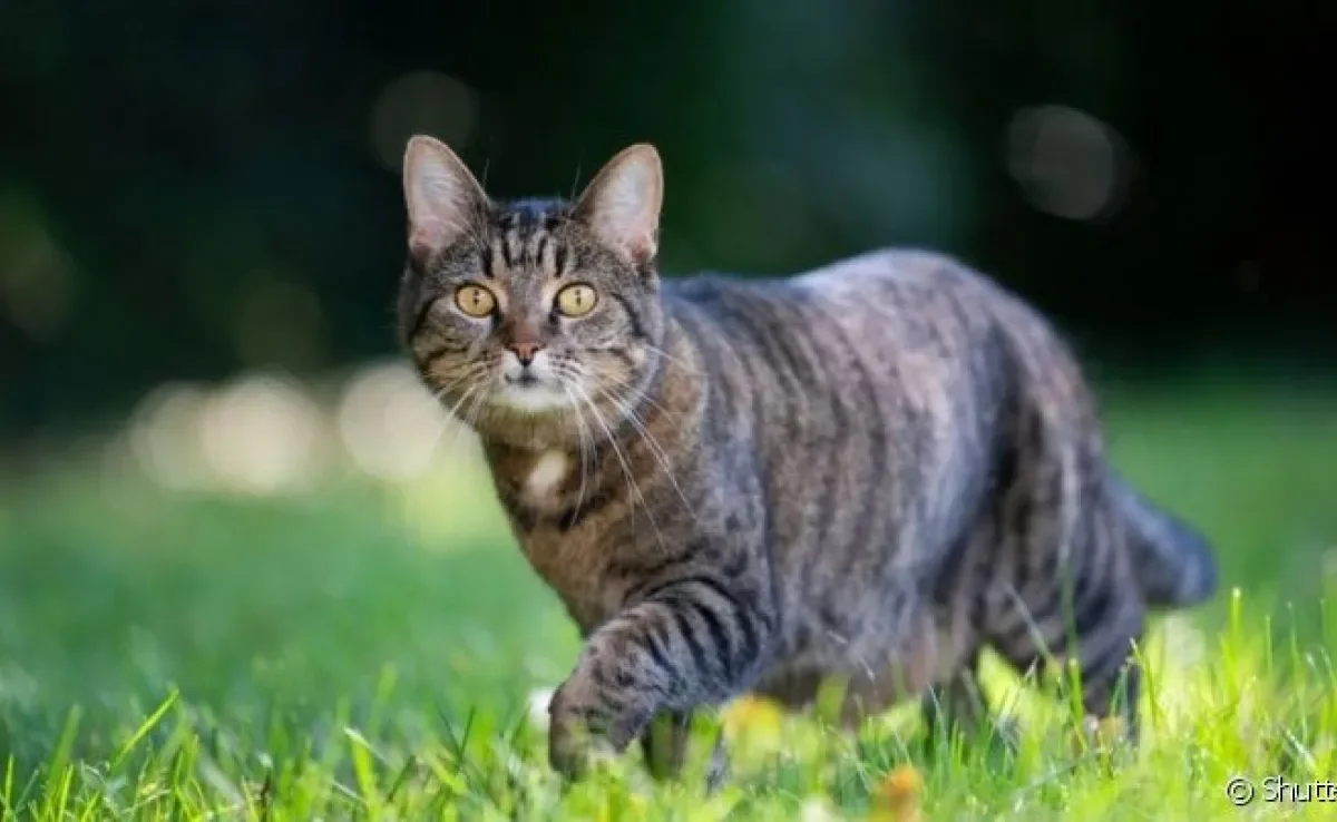 Para saber se o gato é vertebrado ou invertebrado, é preciso entender um pouco sobre a anatomia felina