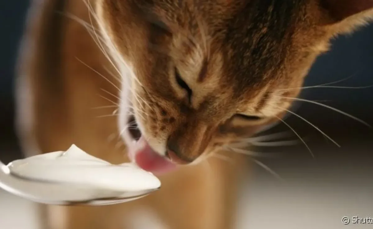 Para saber se pode dar iogurte para gato, é preciso compreender o que o alimento causa no organismo do pet