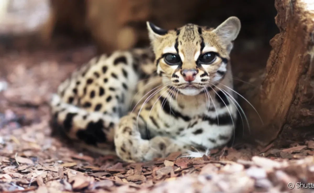 Existem várias espécies de gato selvagem do Brasil, cada uma com características únicas