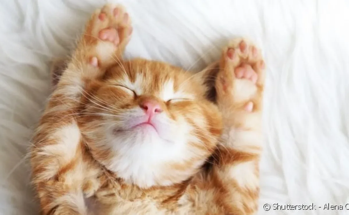 Sim, gatos são capazes de ter sonhos sempre que dormem!
