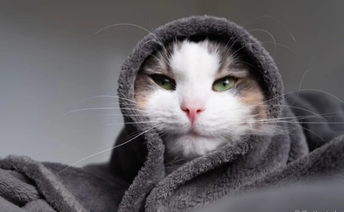 A gripe em gatos pode provocar sintomas parecidos com a nossa, e precisa de certa atenção