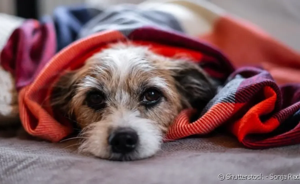A hepatite infecciosa é causada por um vírus e que acomete o fígado dos cachorros