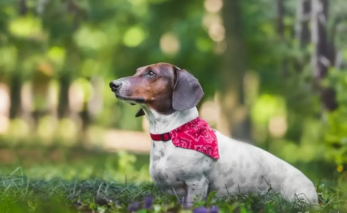 A hérnia de disco em cães é mais comum em determinadas raças, como o Dachshund