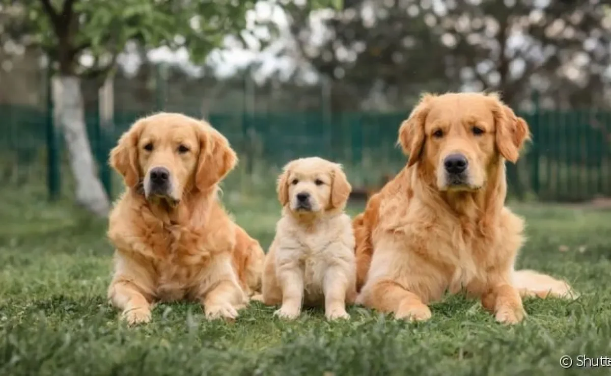 Dependendo da idade de cachorro, o animal fica mais propenso a desenvolver certas doenças