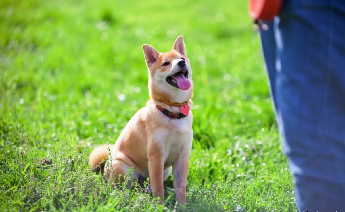 O adestramento de cães é uma forma de educar e ensinar comandos para o animal