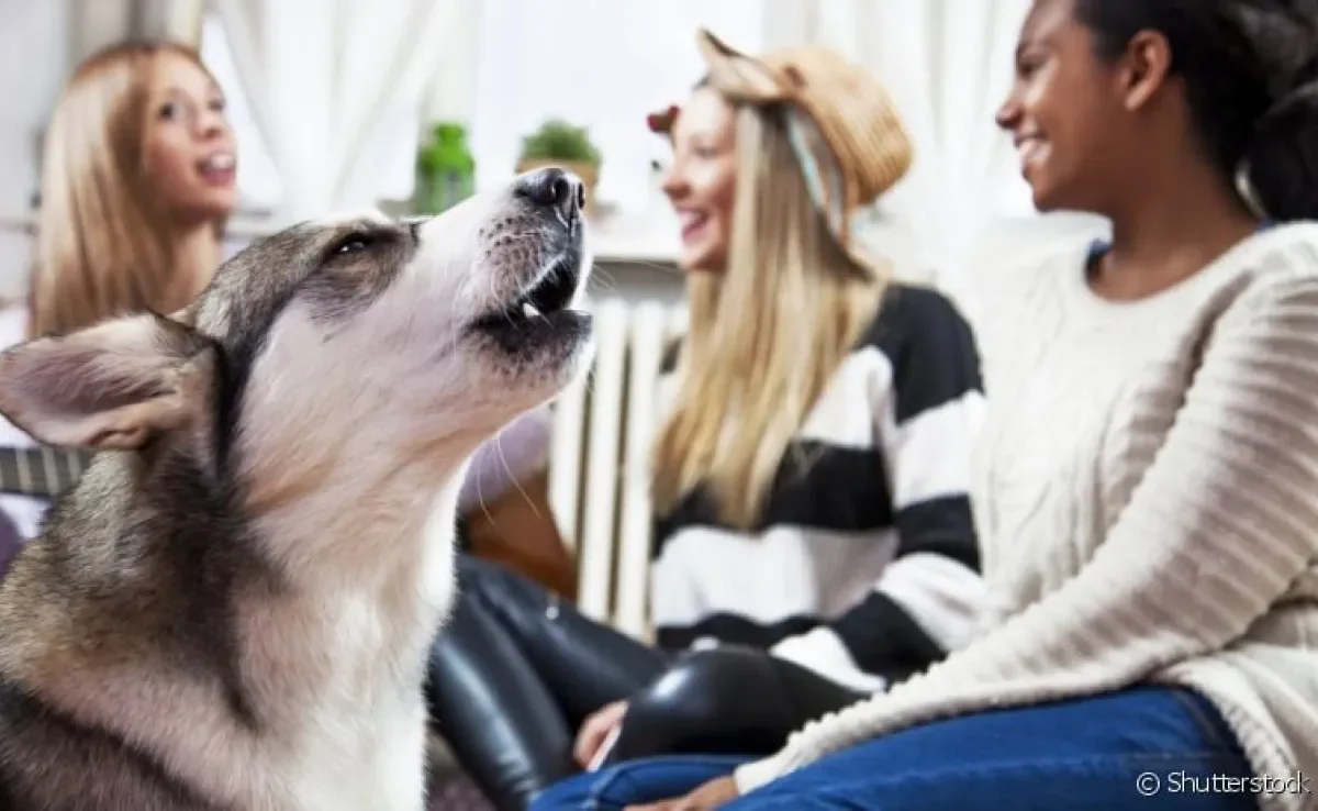 O cachorro latindo para as visitas é explicado por instintos territorialistas e de proteção