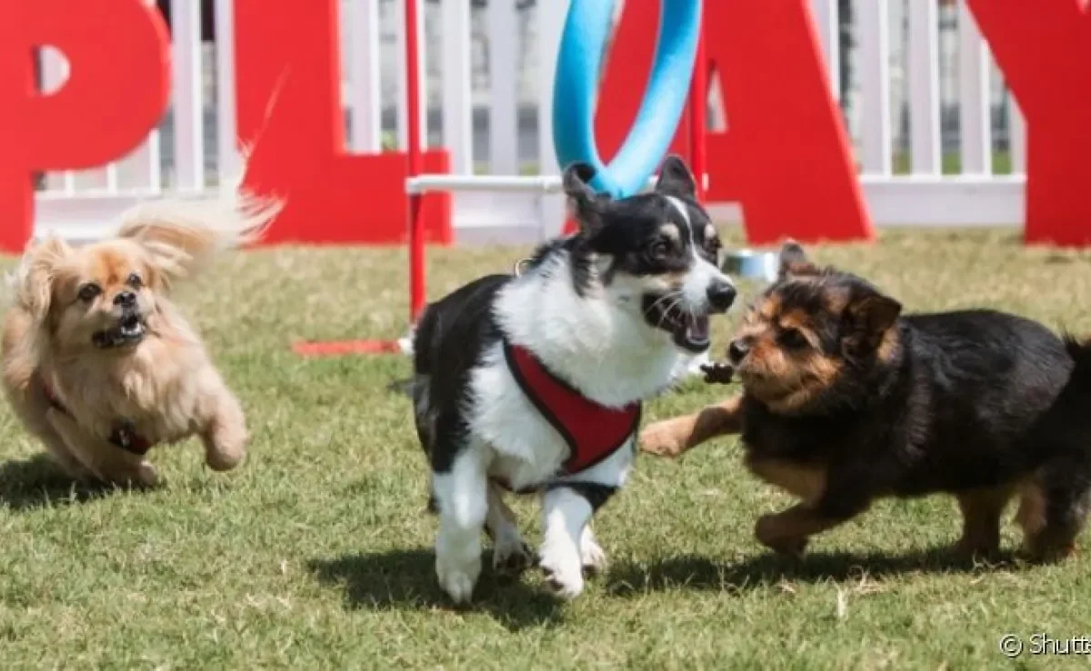 O parcão é um ambiente de diversão e socialização para todos os cães