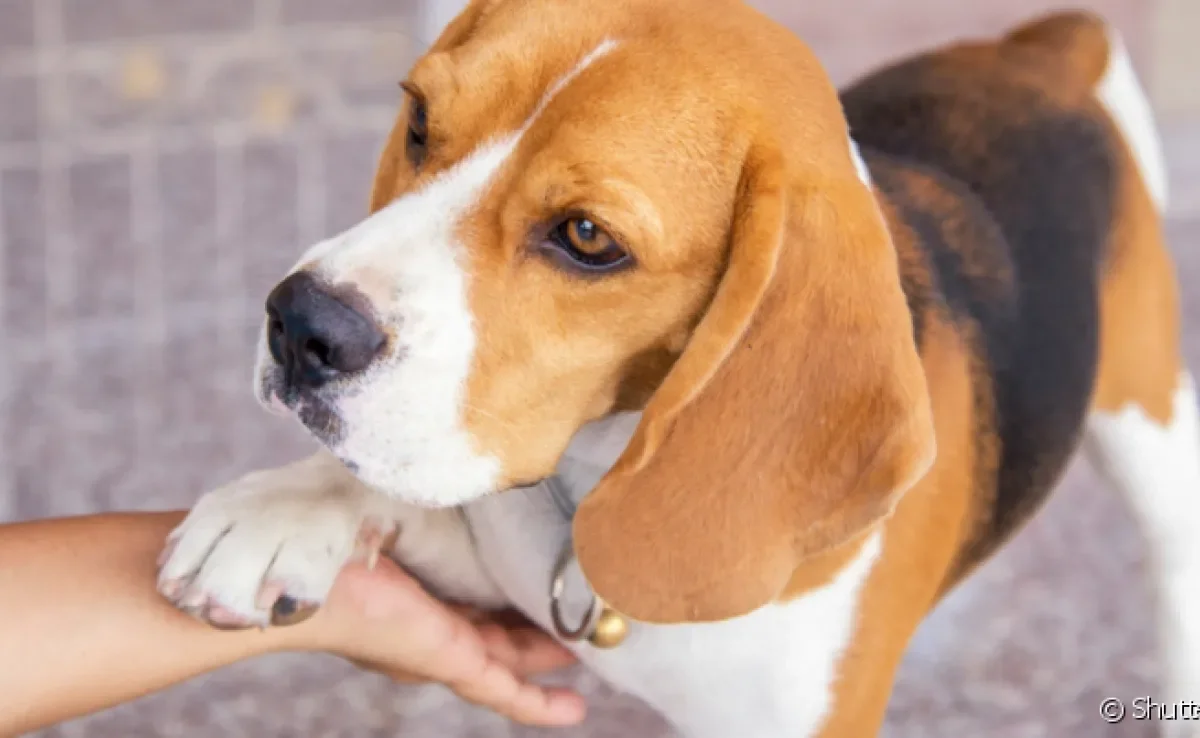O cachorro com mau cheiro nas patas pode ter diversos motivos, mas é dá para amenizar o odor com medidas simples
