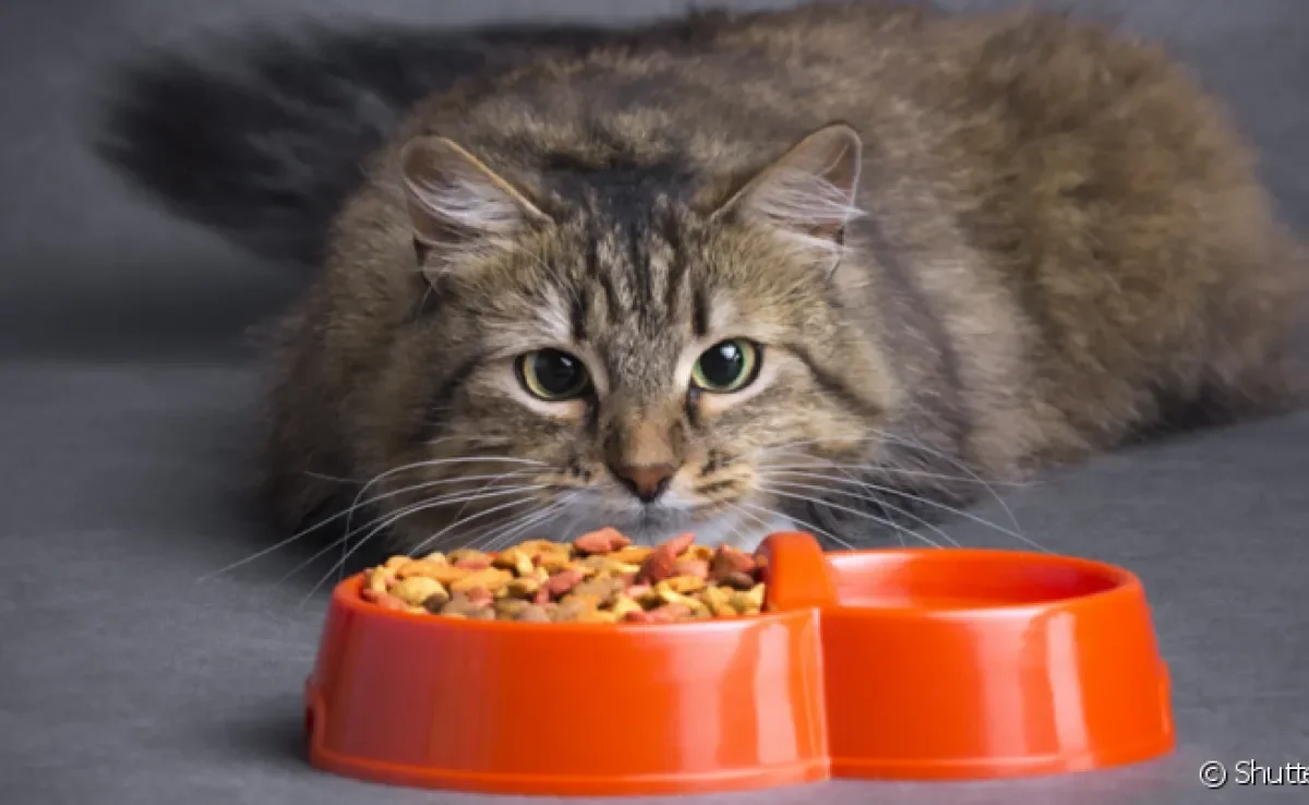 A ração para gato castrado é sempre a mais recomendada para pets que passaram pela cirurgia