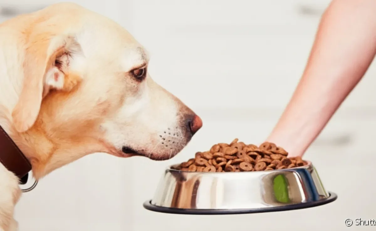 A ração renal é feita especificamente para cães que sofrem com problemas nos rins