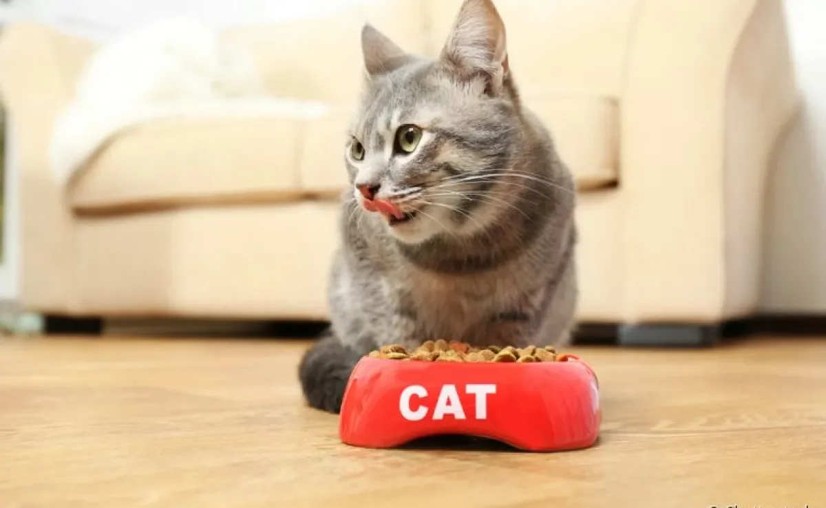 A ração renal para gatos é balanceada e ajustada para evitar a sobrecarga dos rins