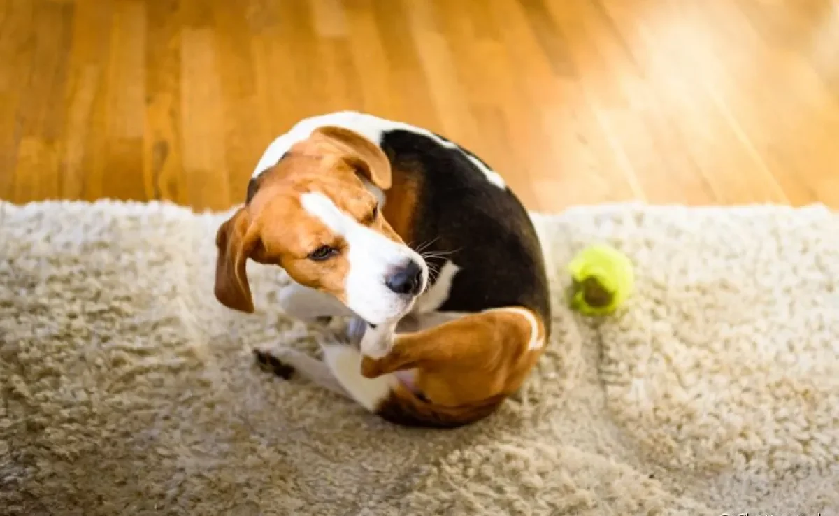  Acabar com pulgas de cachorro exige também um cuidado com o ambiente