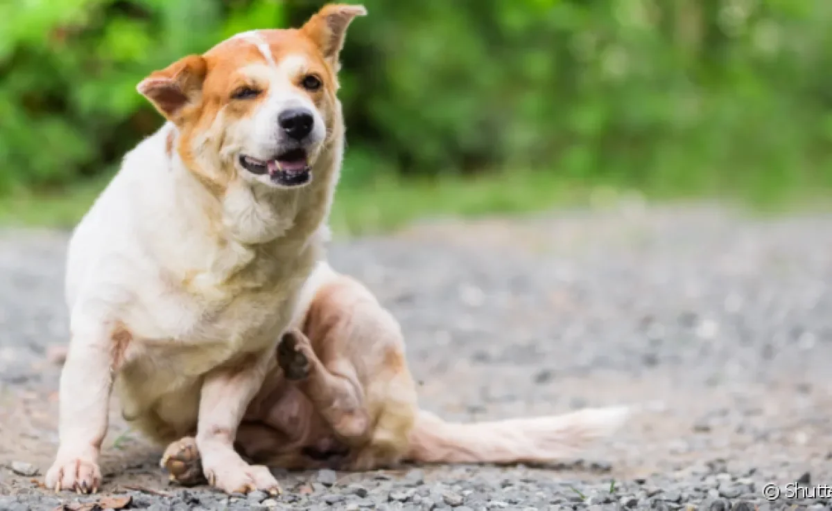 A sarna em cachorro causa muita coceira, vermelhidão e queda de pelos
