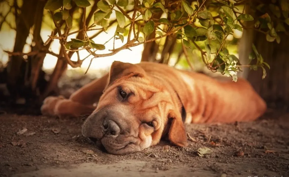 O Shar Pei é um cachorro de origem chinesa que já quase foi extinto. Saiba mais!