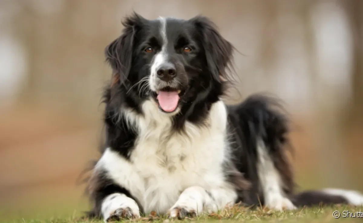 O cachorro de cada signo tem características comportamentais de acordo com seu mapa astral