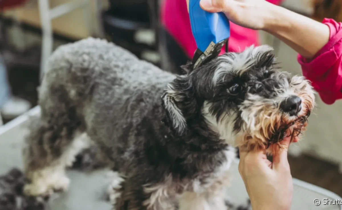 A tosa Schnauzer é uma das preferidas entre tutores porque mantém a aparência única da raça de maniera higiênica