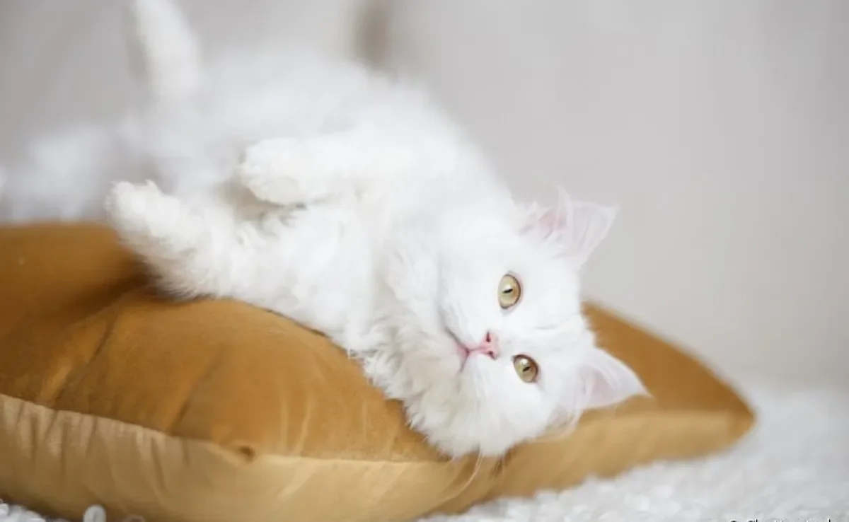 O nome de gato branco pode condizer com a pelagem do animal