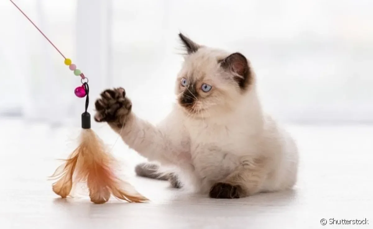 A varinha para gatos, assim como outros brinquedos, podem ajudar a estimular os instintos do animal