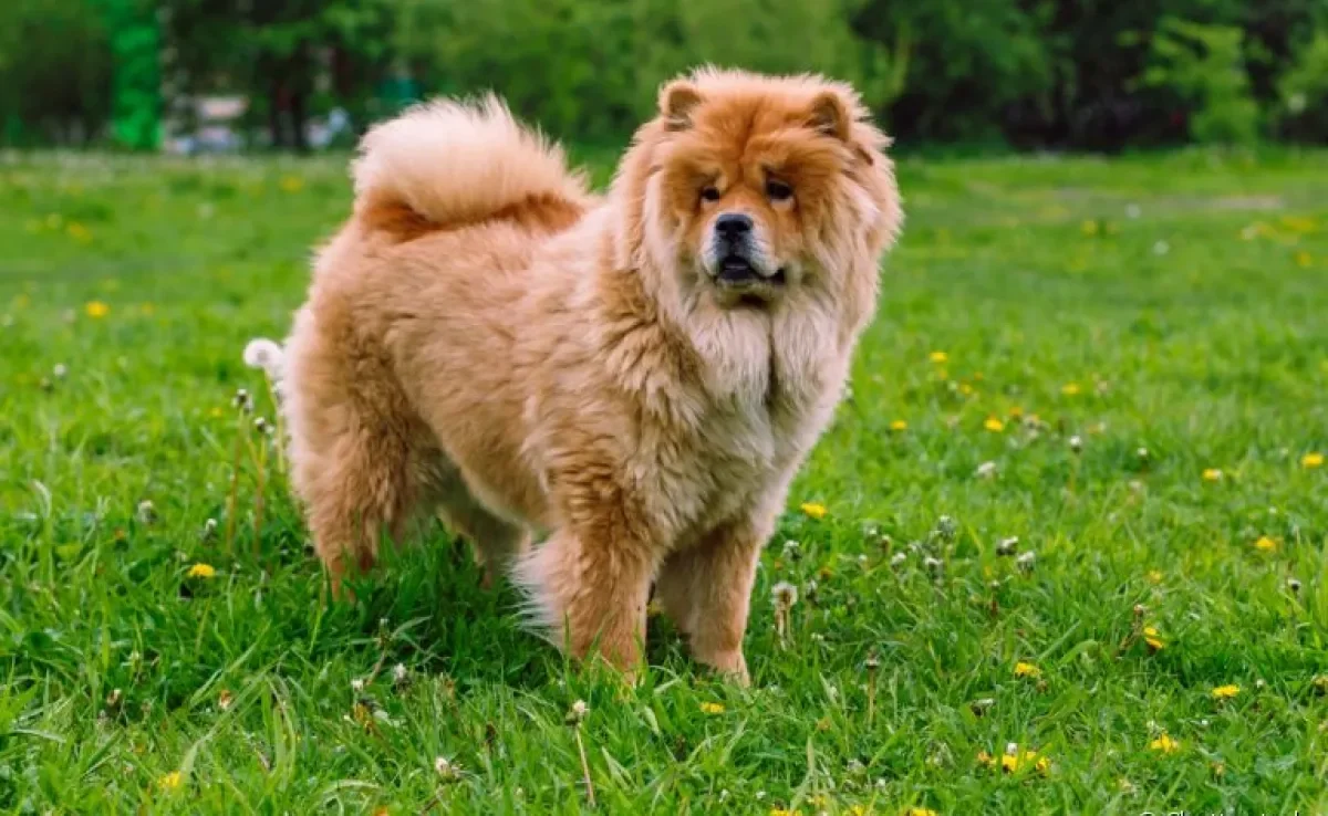 O pelo de cachorro duplo, presente em raças como o Chow Chow, ameniza o frio