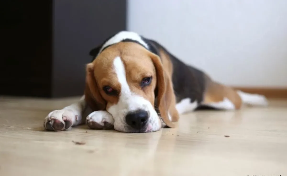 Intoxicação alimentar: cachorro pode passar muito mal se ingerir alimentos proibidos para cães