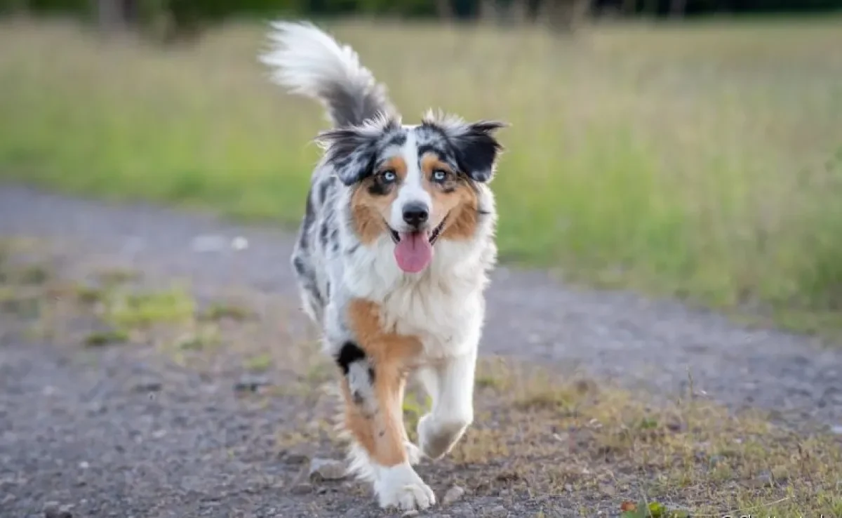 O cachorro merle tem uma pelagem com aspecto marmorizado e manchado