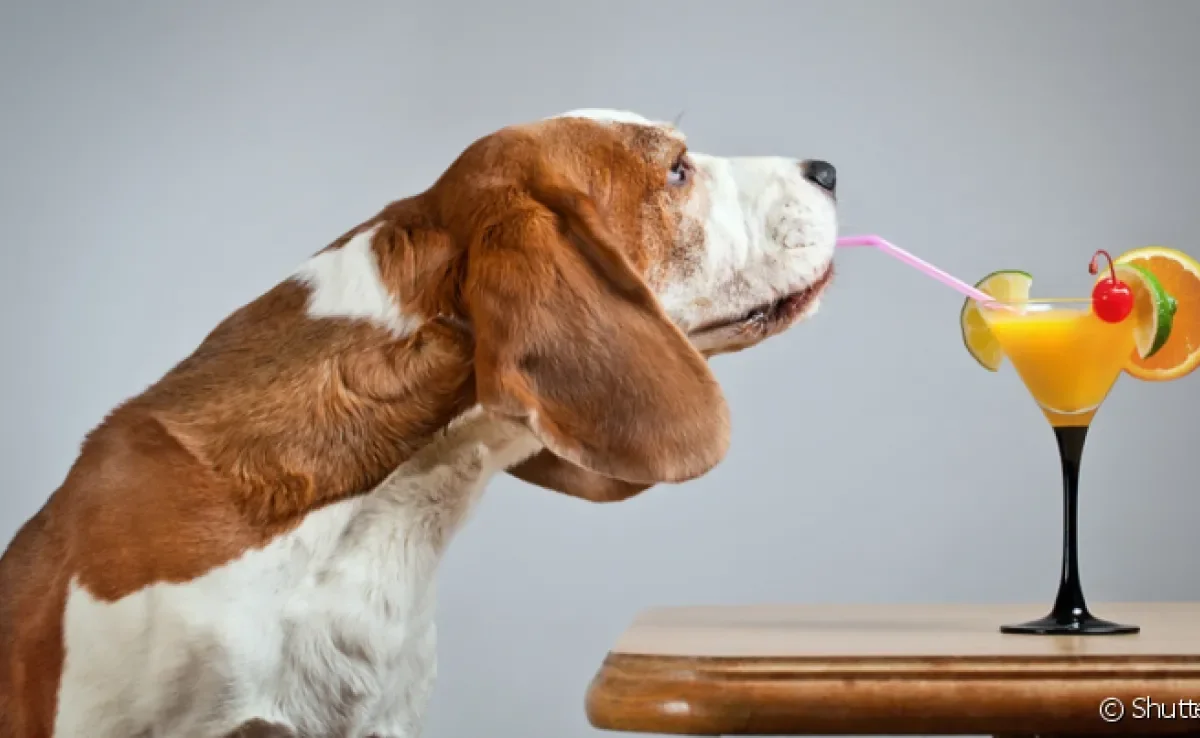 O cachorro pode beber suco se seguir algumas orientações epeciais