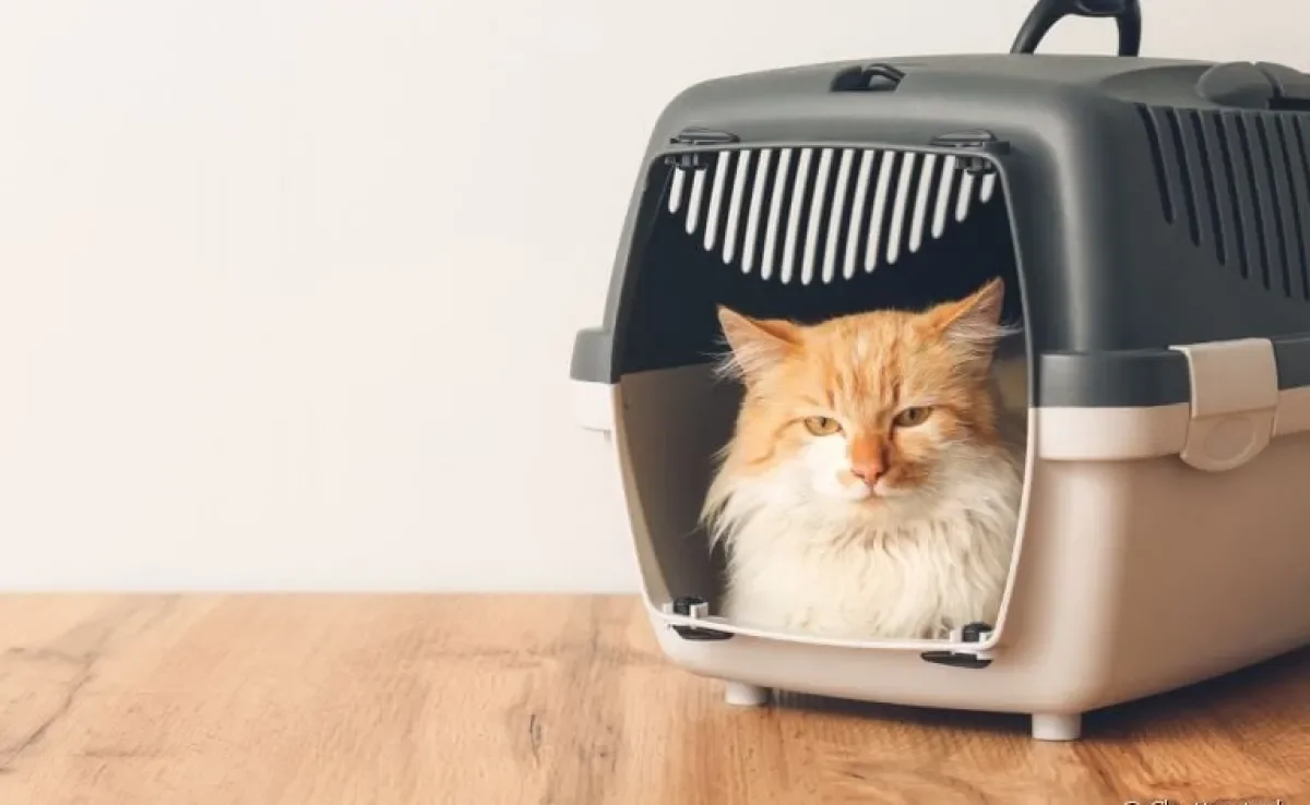 A caixa de transporte para gatos com abertura superior costuma ter travas de segurança nas laterais
