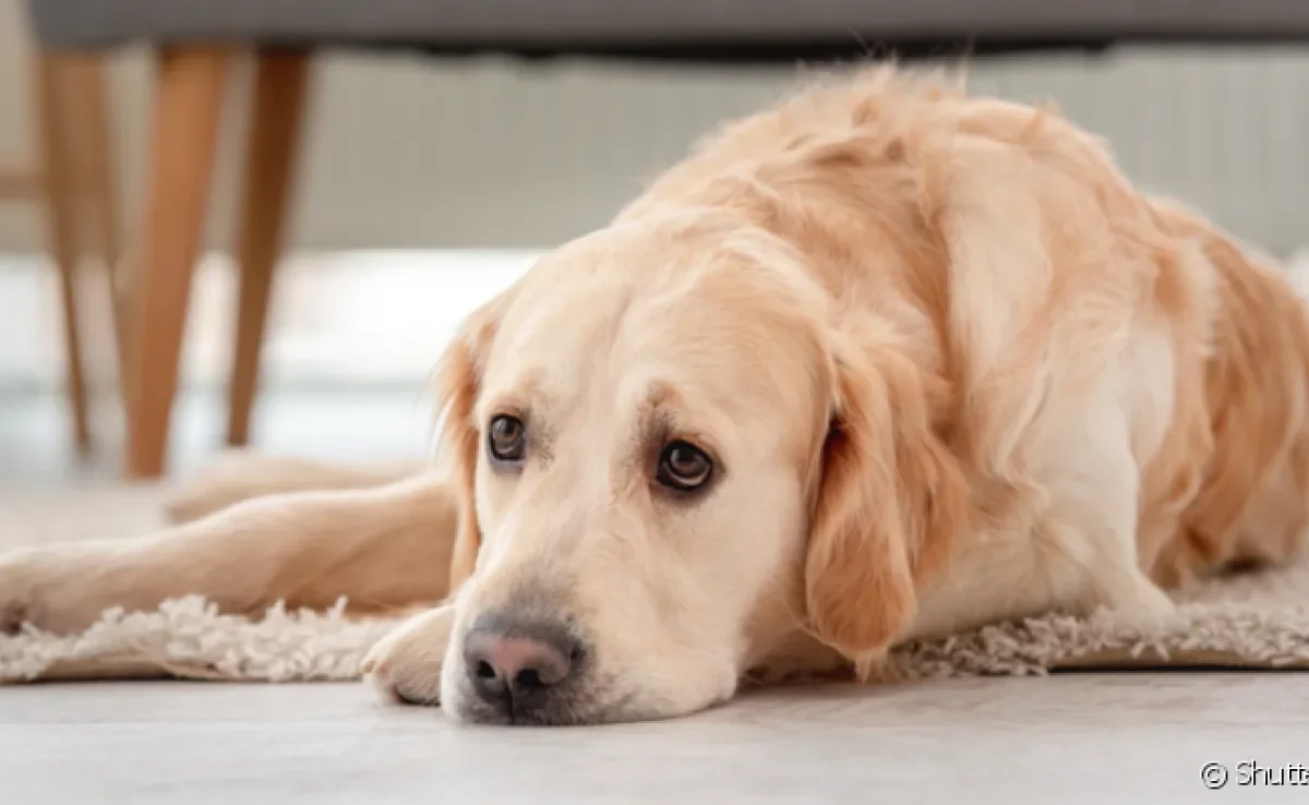 O câncer em cachorro pode atingir diferentes partes do corpo