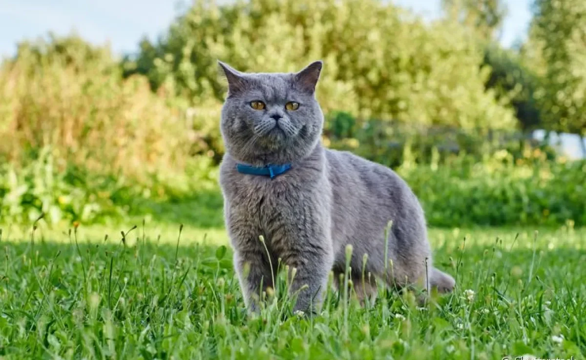  A coleira antipulgas para gatos é muito útil na proteção contra vários parasitas 
