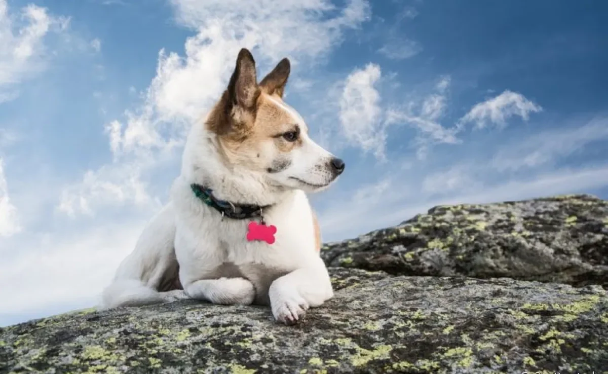 A coleira com identificação é necessária para evitar que o seu cachorro se perca